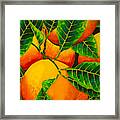 Oranges Framed Print