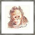 Orangutan Framed Print