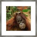 Orangutan Pongo Pygmaeus Baby, Camp Framed Print