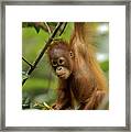 Orangutan Pongo Pygmaeus Baby Swinging Framed Print