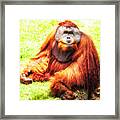 Orangutan Posing Framed Print