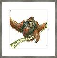 Orangutang Framed Print