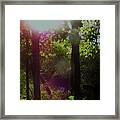 Orbs In The Forest Framed Print