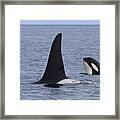Orca And Calf Surfacing Southeast Alaska Framed Print