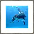 Orca Mother And Newborn Framed Print