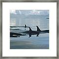 Orca Pod Johnstone Strait Canada Framed Print