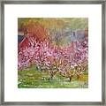Orchards In Bloom Framed Print