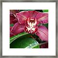 Orchid 10 Framed Print