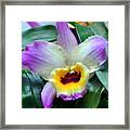 Orchid 34 Framed Print