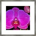 Orchid 424 Framed Print