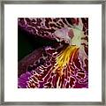 Orchid 459 Framed Print