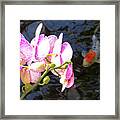 Orchid And Koi Framed Print