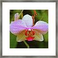 Orchid Blush Framed Print