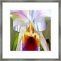Orchid Cattleya Framed Print