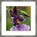 Orchid - Caucaea Rhodosticta Framed Print