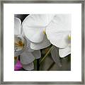 Orchid Day Framed Print