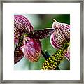 Orchid Duo Framed Print
