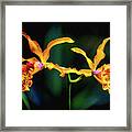 Orchid Flight Framed Print