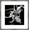 Orchid In Black And White Framed Print
