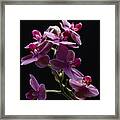 Orchid In Flight Framed Print