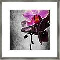 Orchid Iv Framed Print