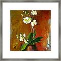 Orchid Framed Print