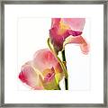 Orchid Morphing Ii Framed Print