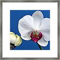 Orchid Out Of The Blue. Framed Print