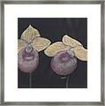 Orchid-paphiopedilum Fanaticum Framed Print