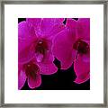 Orchid Song Framed Print