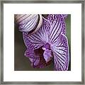 Orchid Strips Framed Print