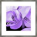 Orchid...orchid.... Framed Print