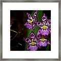 Orchids 12 Framed Print