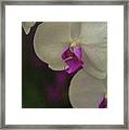 Orchids A Study Of Patience Framed Print