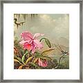 Orchids And Hummingbirds Framed Print