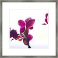 Orchids Framed Print