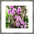Orchids On Parade Framed Print