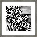 Orchids Framed Print