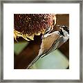 Oregon Black Capped Chickadee Framed Print