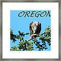 Oregon Eagle Eating Prey Framed Print