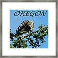 Oregon Eagle With Bird Framed Print
