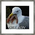 Oregon Hungry Seagull Framed Print