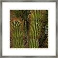 Organ Pipe Cactus Bloom-signed-#3432 Framed Print