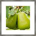 Organic Pears Framed Print