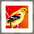 Oriole Framed Print