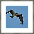 Osprey Framed Print