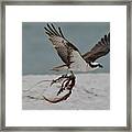 Osprey Flying With Seaweed Framed Print