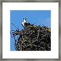 Osprey In Nest Framed Print