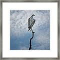 Osprey On Top Of The World Framed Print