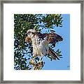 Osprey With Meal Framed Print